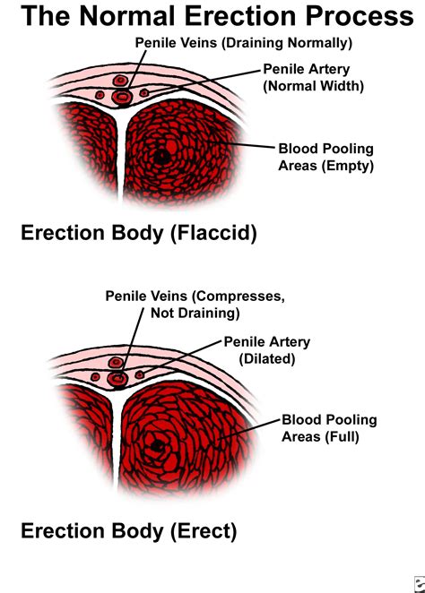 cock image|Penis: Anatomy, Picture, Erection, and Ejaculation